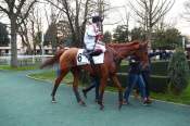 La photo de Tavaco arrivée pmu Prix Didier Mescam à Auteuil