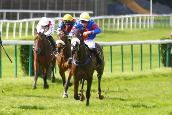 Photo de TROUBADOUR cheval de HAIES