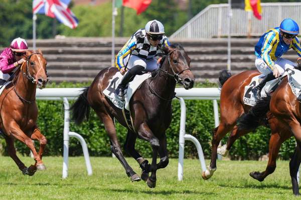 Photo de KALKARA cheval de PLAT