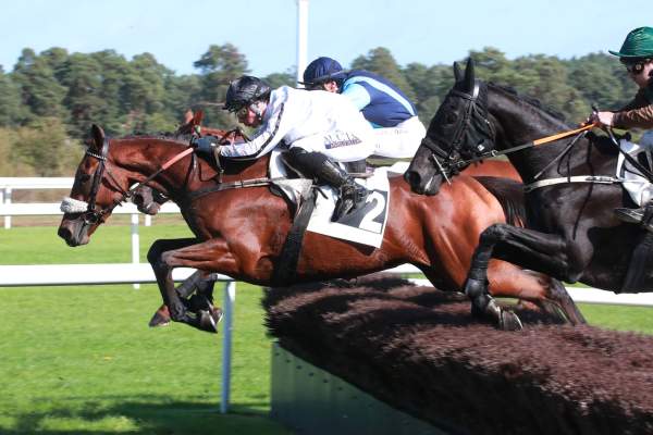 Photo de SUNDAYS CHILD cheval de STEEPLE CHASE