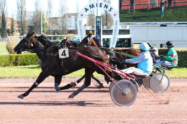 Photo de KIRENE FLASH cheval de TROT ATTELE