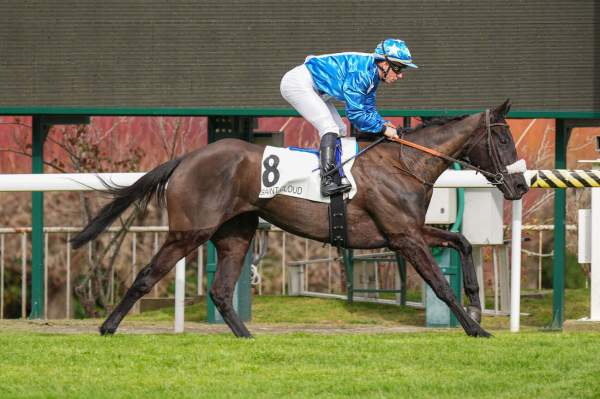 Photo de DAMABIAH ANGEL cheval de PLAT