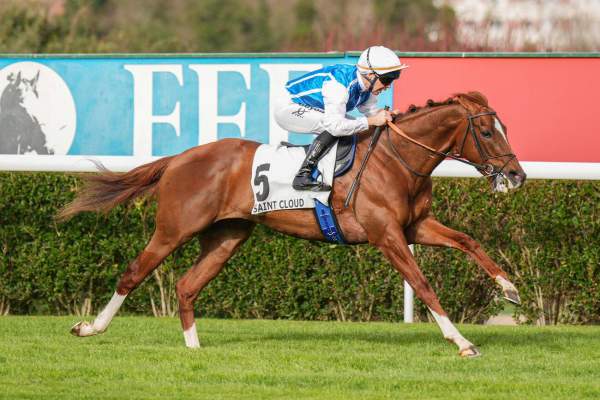 Photo de SILIUS cheval de PLAT