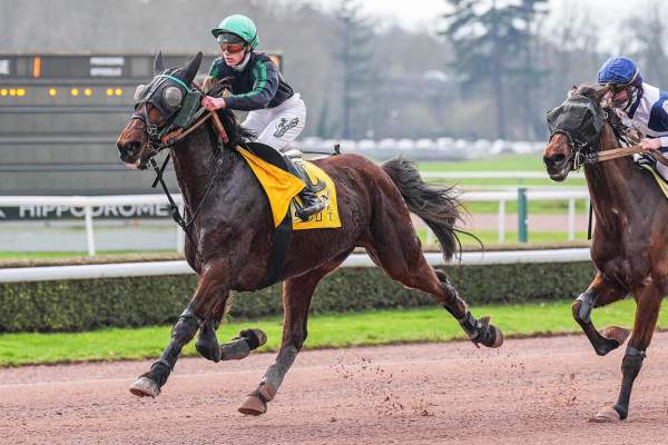 Photo de MAXIMO BELLO cheval de TROT MONTE