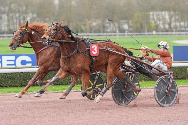 Photo de JASMIN GEMA cheval de TROT ATTELE