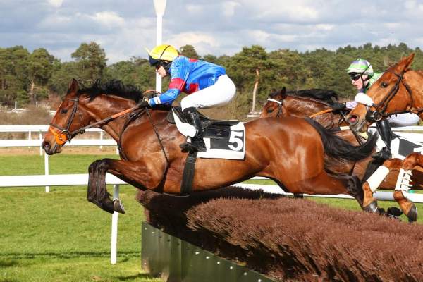 Photo de FIUMICCINO cheval de STEEPLE CHASE