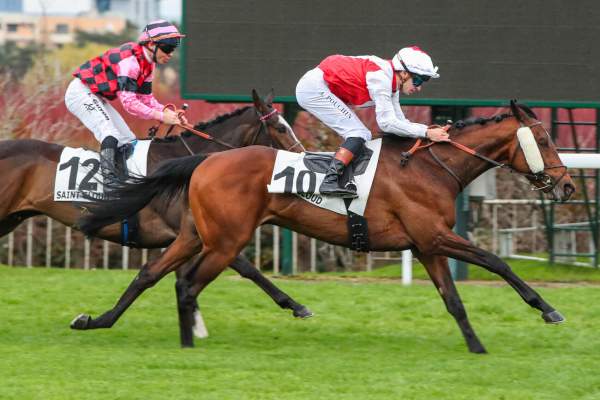 Photo de SOFT DREAM cheval de PLAT