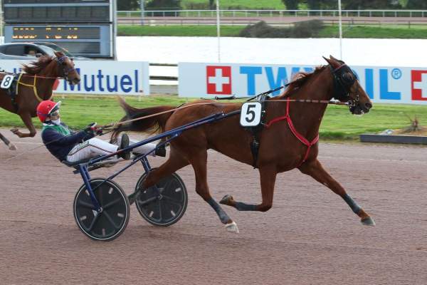 Photo de JAMAICA PHEDO cheval de TROT MONTE