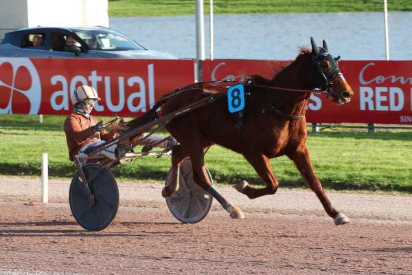 Photo de MARTIN DOL cheval de TROT ATTELE