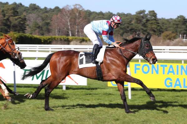 Photo de IPSO FACTO cheval de PLAT