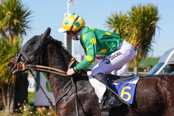 Photo de LOURAGAN DU DIGEON cheval de TROT MONTE