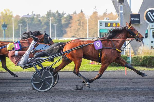 Photo de INO DU LUPIN cheval de TROT ATTELE
