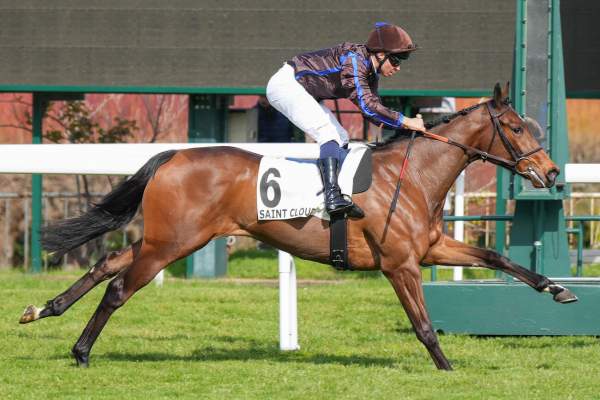 Photo de SAY SQUIRREL cheval de PLAT