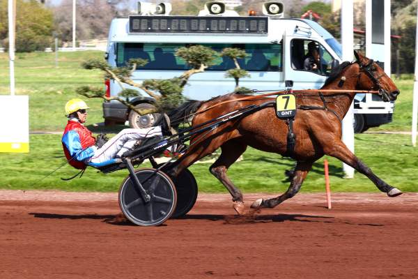 Photo de JE TE CHERCHE cheval de TROT ATTELE
