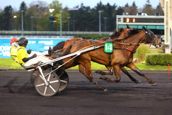 Photo de NONEKA cheval de TROT ATTELE
