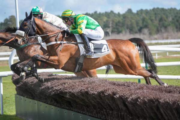 Photo de STECASTER cheval de HAIES