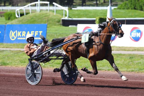 Photo de KING DE JOUDES cheval de TROT ATTELE
