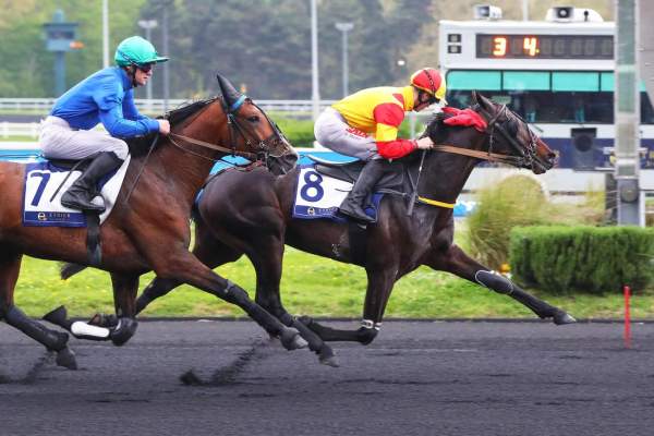 La photo de Ninja De L'envol arrivée pmu Prix Gai Brillant Etrier 3 ans Q3 à Vincennes