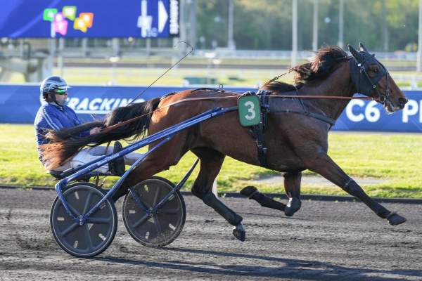 Photo de NOTHINGELSEMATTERS cheval de TROT ATTELE