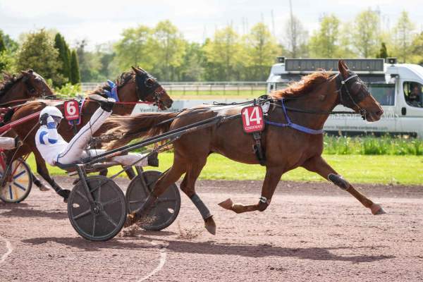 Photo de JALNA GIRL cheval de TROT ATTELE