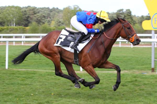 Photo de SHADES cheval de STEEPLE CHASE