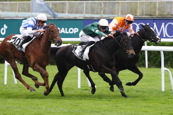 Photo de ABBEY ROAD cheval de PLAT