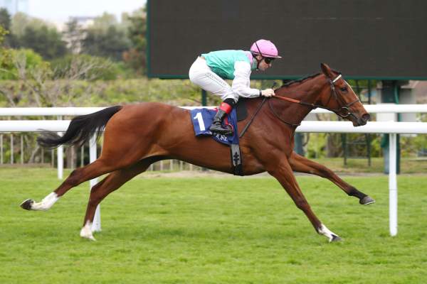 Photo de GILDED PRIZE cheval de PLAT