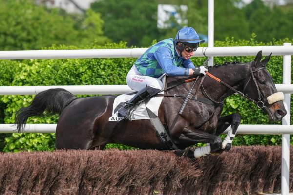 Photo de LOSANGE BLEU cheval de HAIES