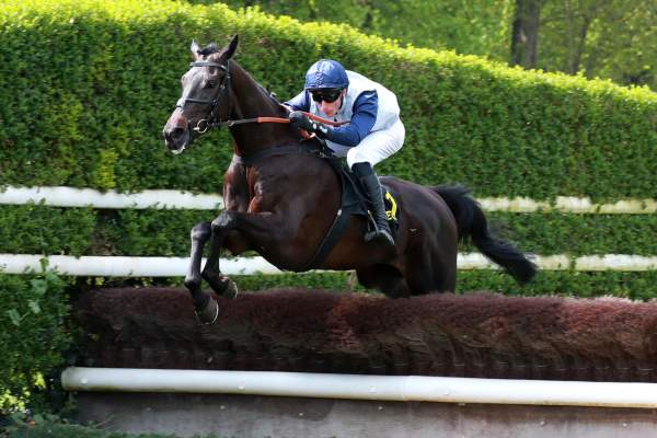 Photo de METRONOMIQUE cheval de STEEPLE CHASE