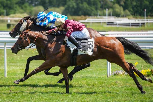 Photo de LE MATELOT cheval de PLAT