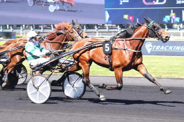 Photo de MUZE MAKER cheval de TROT ATTELE