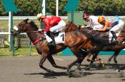La photo de Zelzari Arrivée Quinté+ Pmu Prix Chantilly Capitale Du Cheval à Chantilly