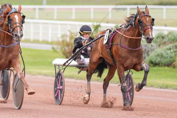 Photo de GOLDORACK DU BOIS cheval de TROT ATTELE