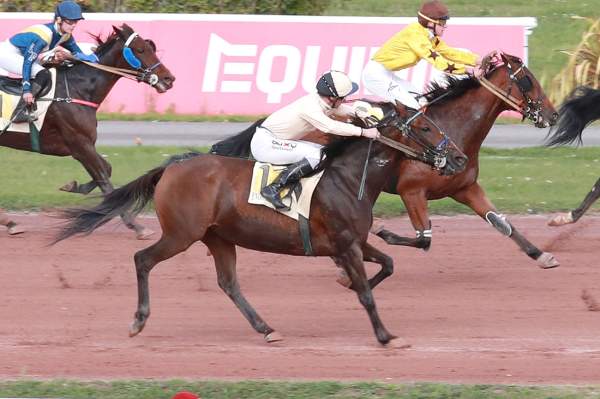 Photo de JAYA DU QUENNE cheval de TROT MONTE