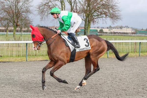 Photo de AXIOKERSA cheval de PLAT