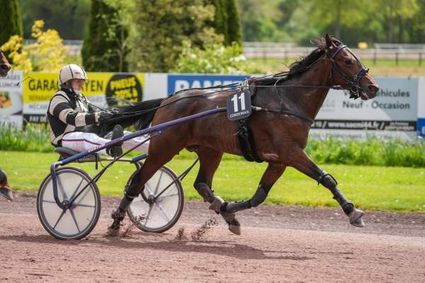 Photo de NI PLUS NI MOINS cheval de TROT ATTELE