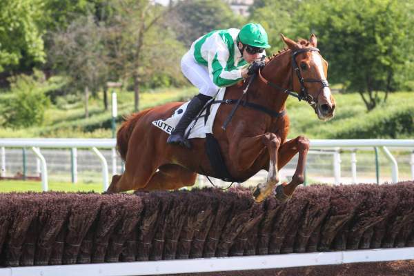 Photo de TEEN SPIRIT cheval de STEEPLE CHASE