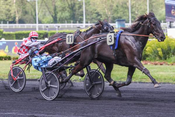 Photo de HENRIQUE cheval de TROT ATTELE