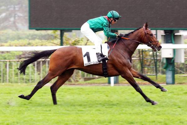 Photo de DARYZAN cheval de PLAT