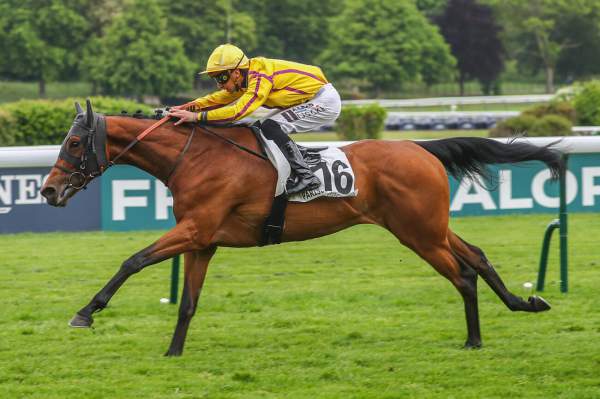 Photo de PLEASING cheval de PLAT