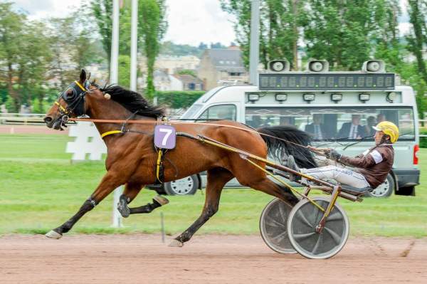 Photo de KELCANTO BELLO cheval de TROT ATTELE