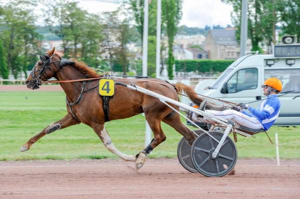 Photo de MUST DREAM cheval de TROT ATTELE