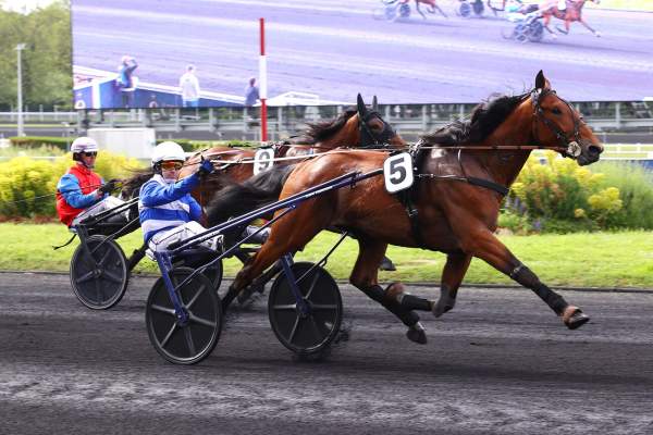Photo de NO MAN'S LAND cheval de TROT ATTELE