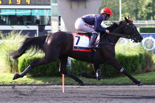 Photo de LIBERTE DU GOUTIER cheval de TROT MONTE