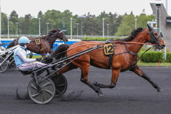 Photo de LORD DELO cheval de TROT ATTELE