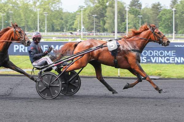 Photo de MOUNTAIN cheval de TROT ATTELE