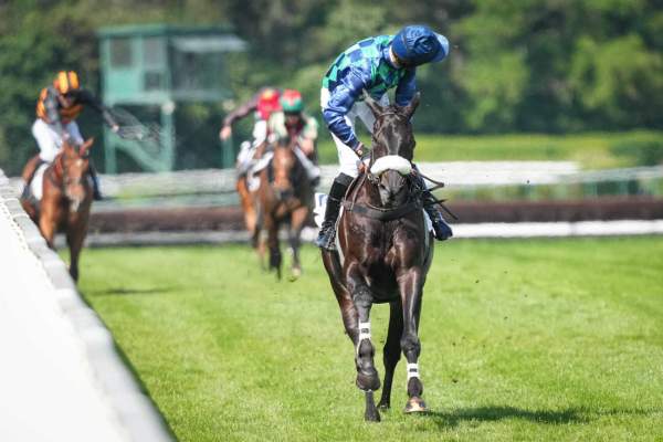 La photo de Losange Bleu Arrivée PMU Pick5 Racing TV Grande Course de Haies d'Auteuil