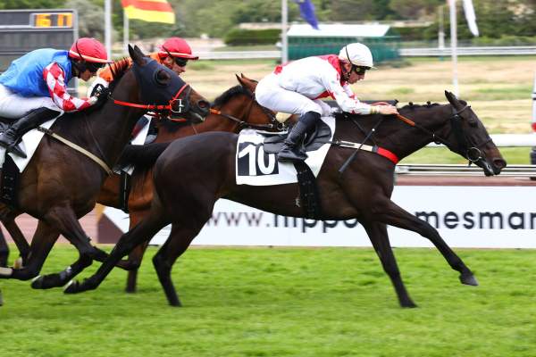 Photo de MELBORA cheval de PLAT