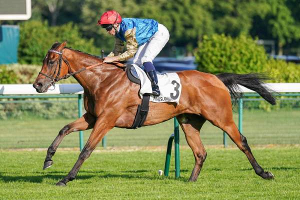Photo de LAZZAT cheval de PLAT
