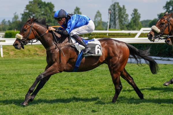 Photo de KNOSSINGTON cheval de PLAT